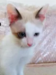 NInho