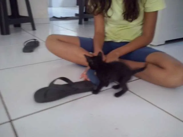 Gato raça SRD idade Abaixo de 2 meses nome Nina