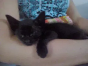 Gato raça SRD idade Abaixo de 2 meses nome Nina