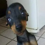 Cachorro raça Pinscher idade 7 a 11 meses nome Pinguela