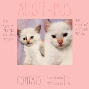 Gato raça indefinida idade Abaixo de 2 meses nome Lorem e Ipsum
