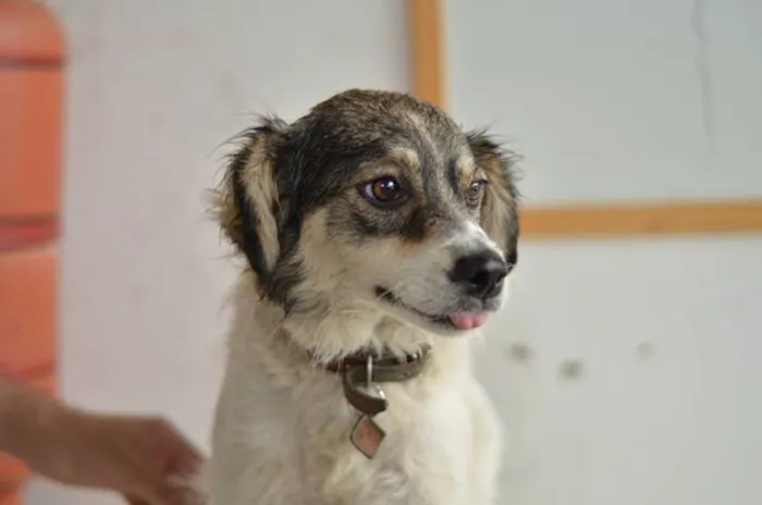 Cachorro ra a Diversos idade  nome Lindos cãezinhos