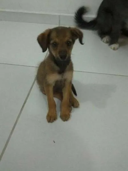 Cachorro ra a Diversos idade  nome Lindos cães filhote