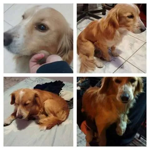 Cachorro ra a SRD idade 2 anos nome Sem nome ainda