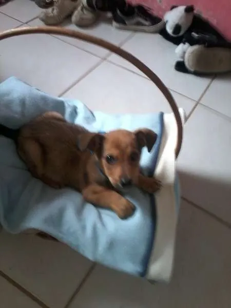 Cachorro ra a SRD idade Abaixo de 2 meses nome pingu