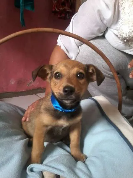 Cachorro ra a SRD idade Abaixo de 2 meses nome pingu