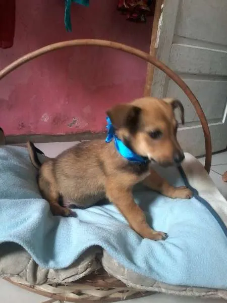 Cachorro ra a SRD idade Abaixo de 2 meses nome pingu