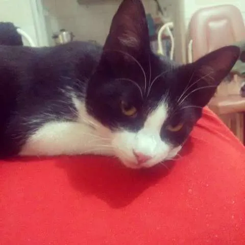 Gato raça SRD idade 2 a 6 meses nome Lili