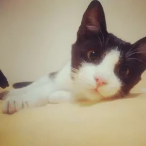 Gato raça SRD idade 2 a 6 meses nome Lili