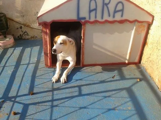 Cachorro ra a boxer mestiça idade 1 ano nome Lara