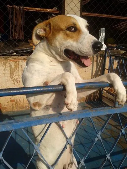 Cachorro ra a boxer mestiça idade 1 ano nome Lara
