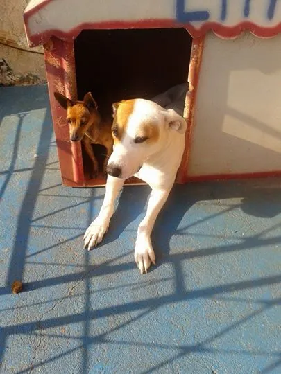 Cachorro ra a boxer mestiça idade 1 ano nome Lara