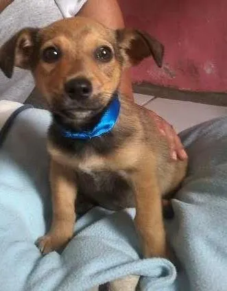 Cachorro ra a SRD idade Abaixo de 2 meses nome pingu