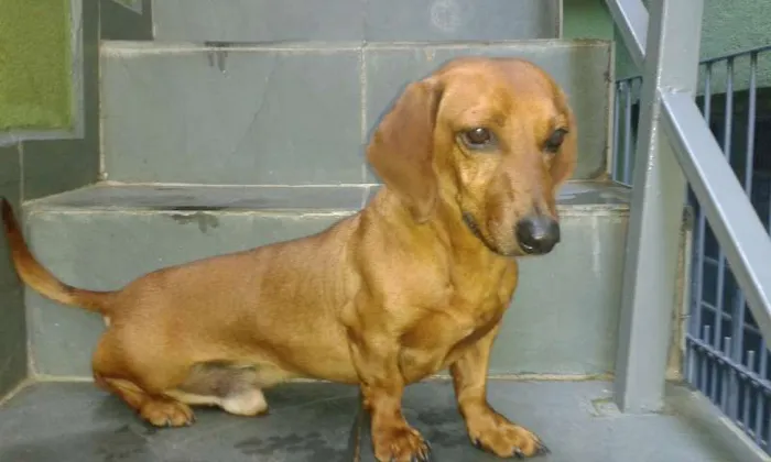 Cachorro ra a Basset-Cofap idade 3 anos nome Fofinho