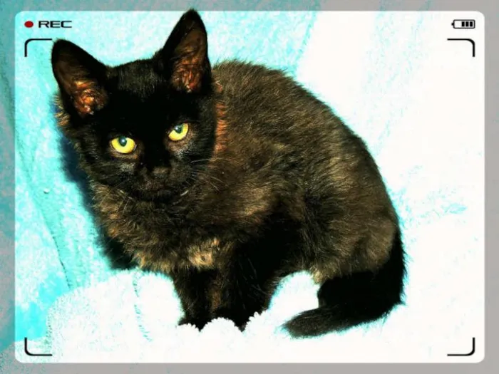 Gato ra a SRD idade 2 a 6 meses nome Filhotes Gatinhos