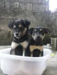 Braian e Mel