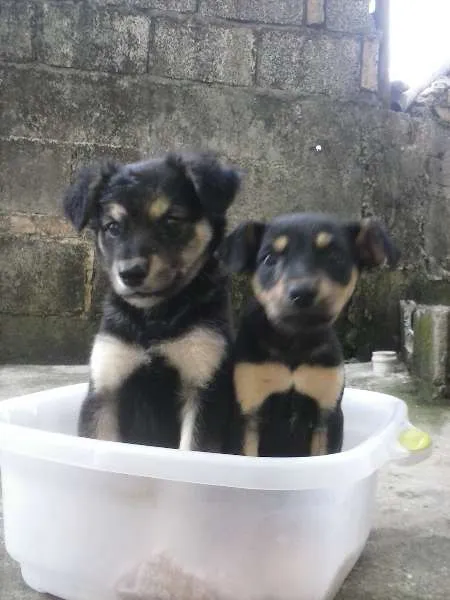 Cachorro ra a Vira-Lata  idade 2 a 6 meses nome Braian e Mel
