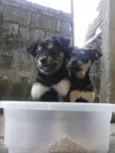 Braian e Mel