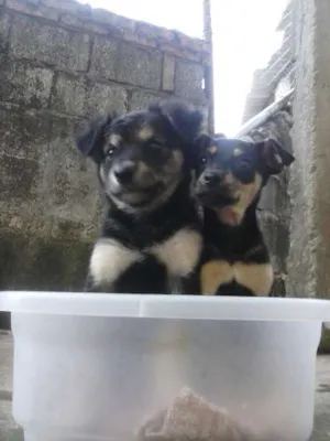Cachorro raça Vira-Lata  idade 2 a 6 meses nome Braian e Mel