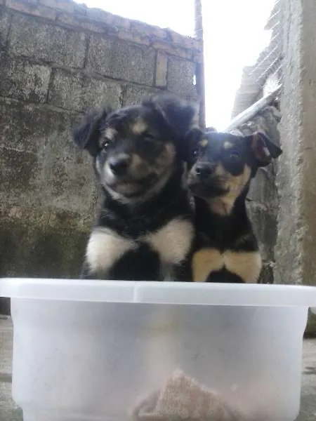 Cachorro ra a Vira-Lata  idade 2 a 6 meses nome Braian e Mel