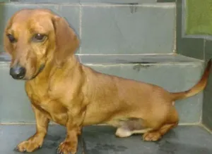 Cachorro raça Basset-Cofap idade 3 anos nome Fofinho