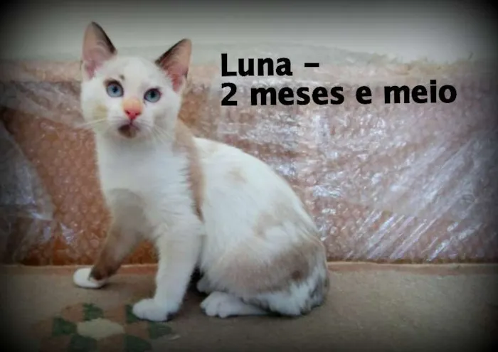 Gato ra a SRD idade 2 a 6 meses nome Luna