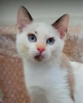 Gato ra a SRD idade 2 a 6 meses nome Luna