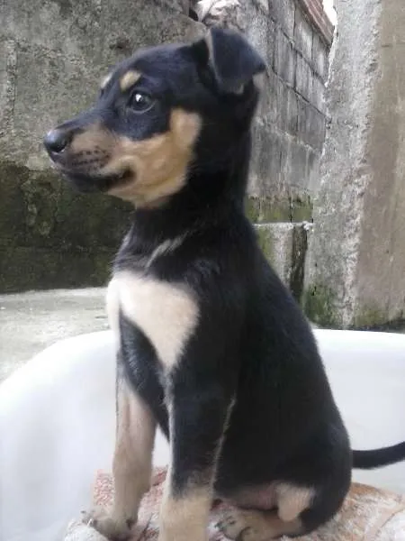 Cachorro ra a Vira-Lata  idade 2 a 6 meses nome Braian e Mel