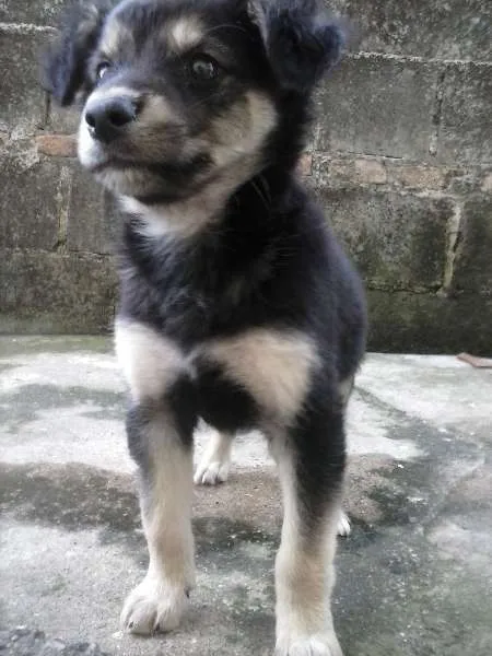 Cachorro ra a Vira-Lata  idade 2 a 6 meses nome Braian e Mel