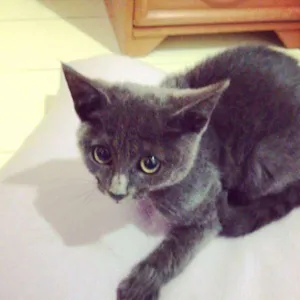 Gato raça SRD idade 1 ano nome Valentina 