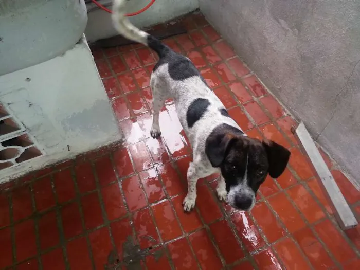 Cachorro ra a SRD idade 1 ano nome Fred