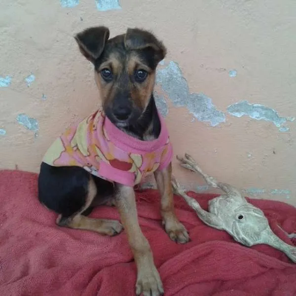Cachorro ra a Vira Lata idade 2 a 6 meses nome Vitória
