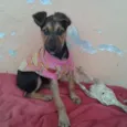 Vitória