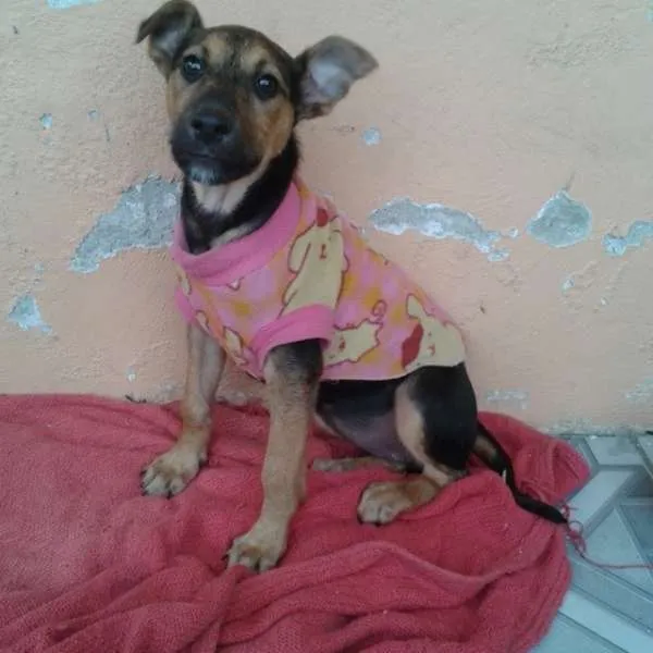 Cachorro ra a Vira Lata idade 2 a 6 meses nome Vitória