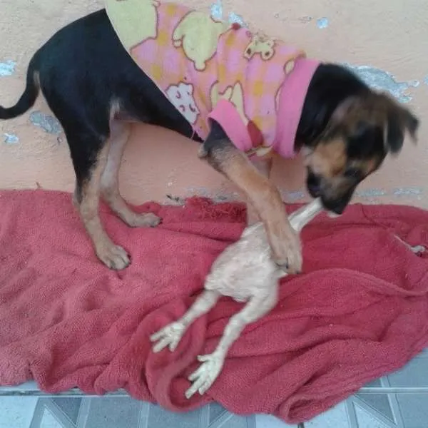 Cachorro ra a Vira Lata idade 2 a 6 meses nome Vitória
