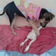 Vitória
