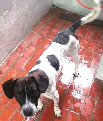 Cachorro ra a SRD idade 1 ano nome Fred