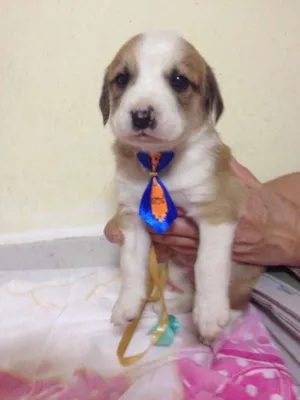 Cachorro raça SRD idade Abaixo de 2 meses nome ainda não tem nome