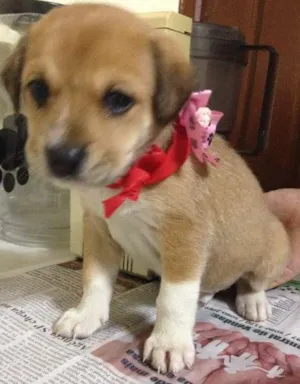 Cachorro raça SRD idade Abaixo de 2 meses nome Luna