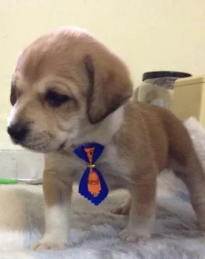Cachorro raça SRD idade Abaixo de 2 meses nome benji
