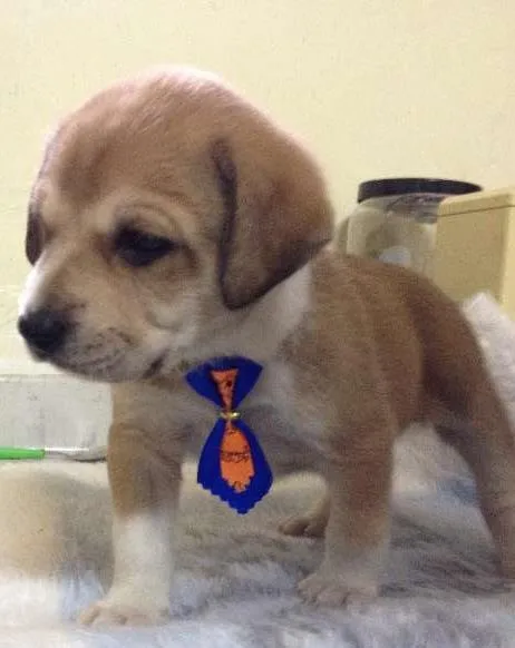 Cachorro ra a SRD idade Abaixo de 2 meses nome benji