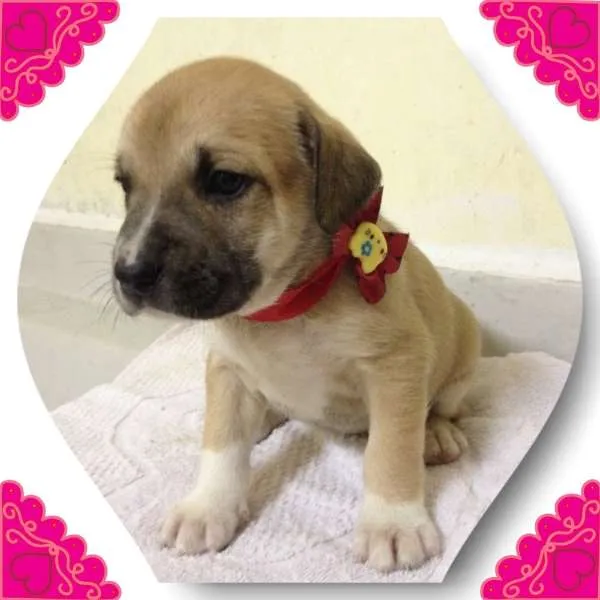 Cachorro ra a SRD idade Abaixo de 2 meses nome princesa