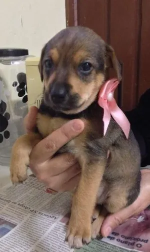 Cachorro raça SRD idade Abaixo de 2 meses nome nina