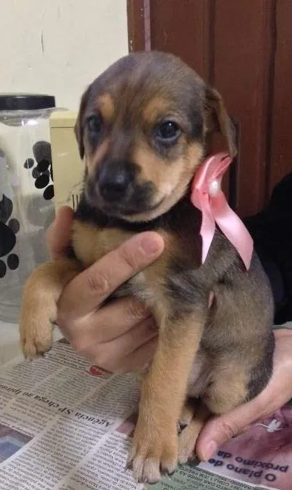 Cachorro ra a SRD idade Abaixo de 2 meses nome nina
