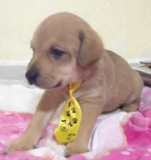 Cachorro raça SRD idade Abaixo de 2 meses nome floquinho