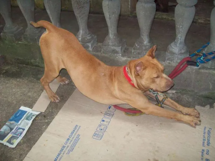 Cachorro ra a Pit-Bull idade 2 anos nome Pit