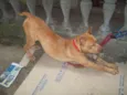Pit