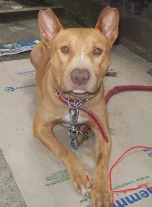 Cachorro raça Pit-Bull idade 2 anos nome Pit