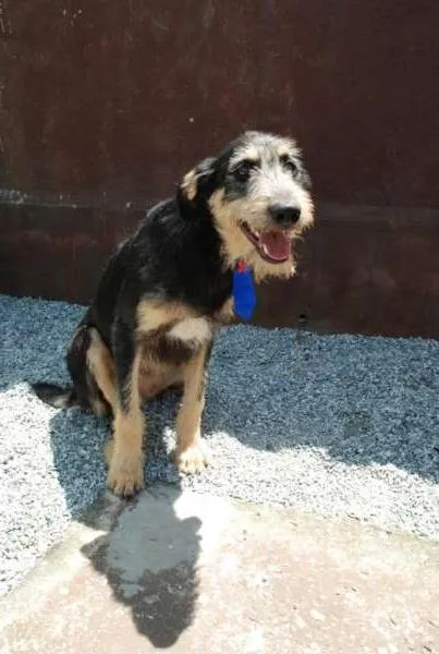 Cachorro ra a SRD idade 4 anos nome KIKO - Mulekão lindo!