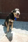 KIKO - Mulekão lindo!